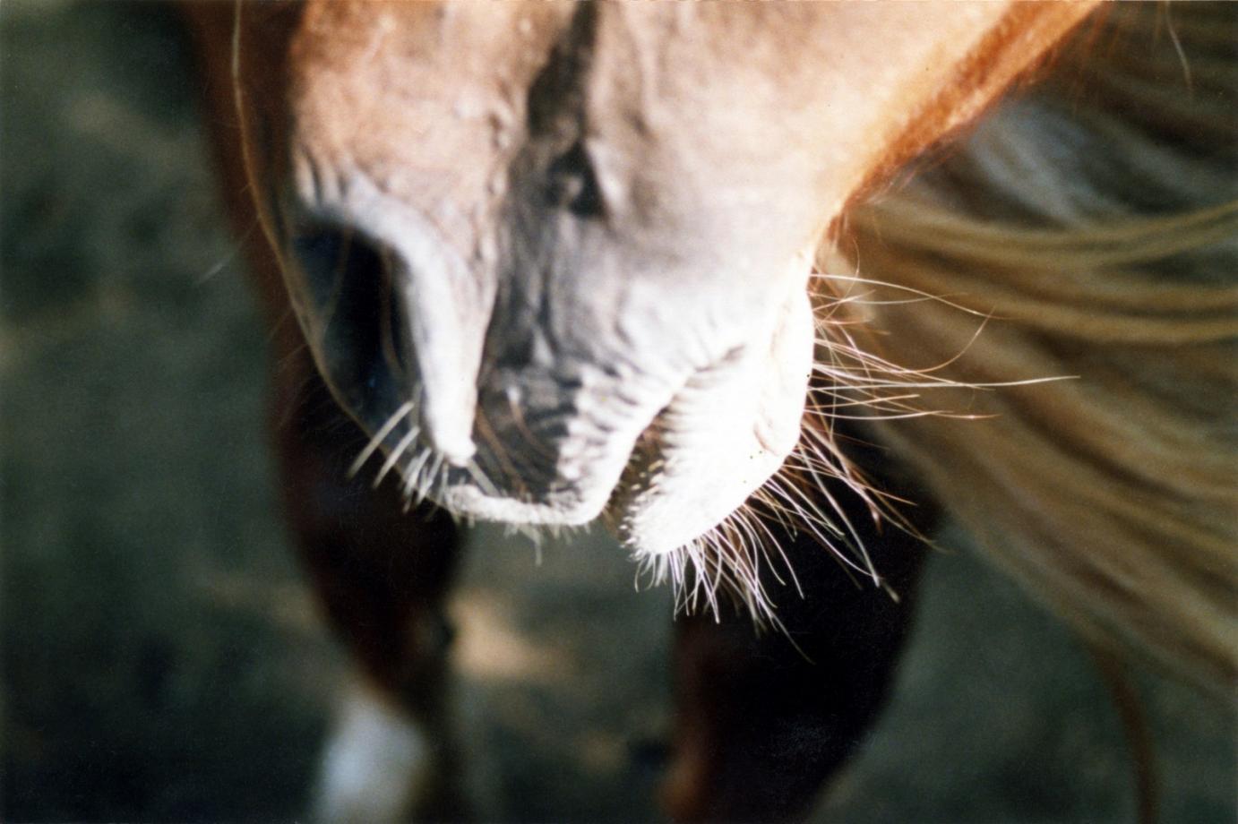 Sans titre, 1999-2003. Naseaux d'un cheval.